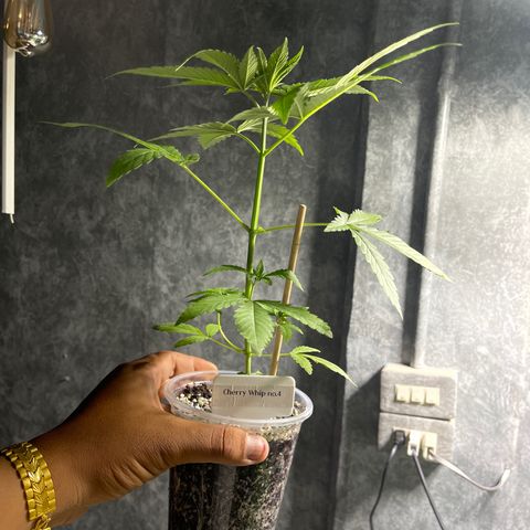 Cherry Whip growlog photo: 1.2.7ec
2.2.0ec
3.2.2ec
4.2.1ec
5.2.1ec


1.2.2ec
2.1.9ec