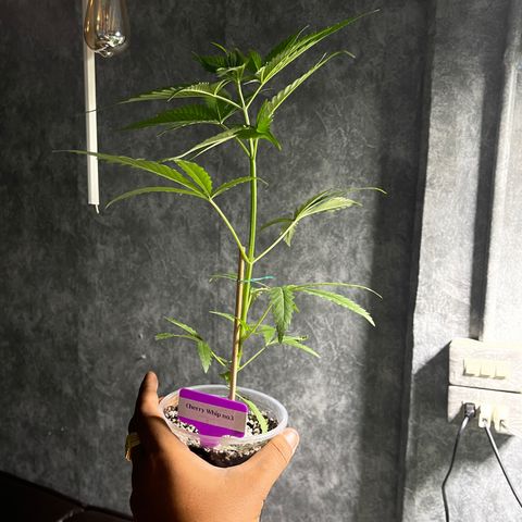 Cherry Whip growlog photo: 1.2.7ec
2.2.0ec
3.2.2ec
4.2.1ec
5.2.1ec


1.2.2ec
2.1.9ec
