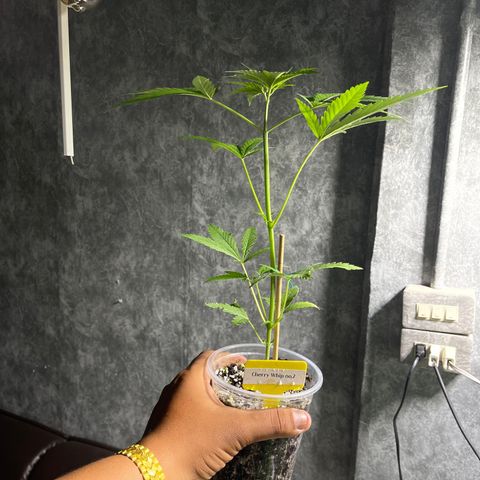 Cherry Whip growlog photo: 1.2.7ec
2.2.0ec
3.2.2ec
4.2.1ec
5.2.1ec


1.2.2ec
2.1.9ec
