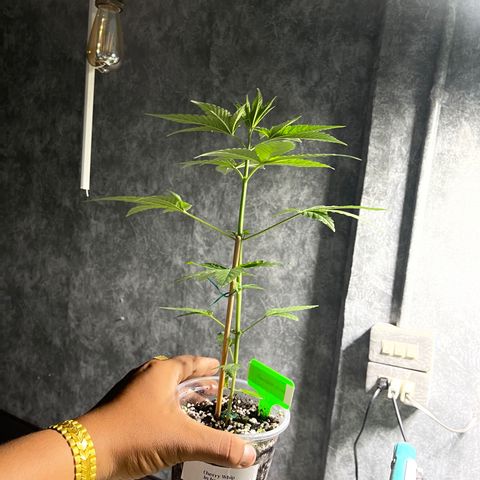 Cherry Whip growlog photo: 1.2.7ec
2.2.0ec
3.2.2ec
4.2.1ec
5.2.1ec


1.2.2ec
2.1.9ec