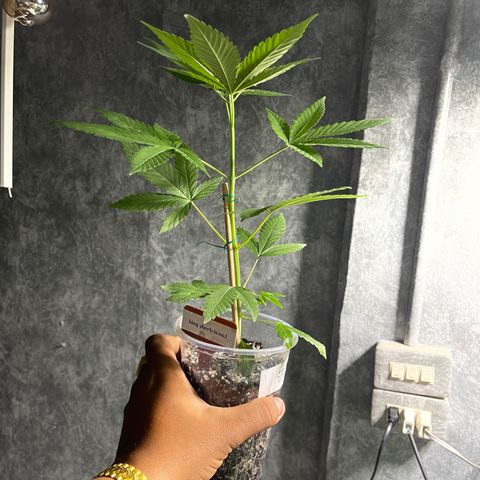 Cherry Whip growlog photo: 1.2.7ec
2.2.0ec
3.2.2ec
4.2.1ec
5.2.1ec


1.2.2ec
2.1.9ec