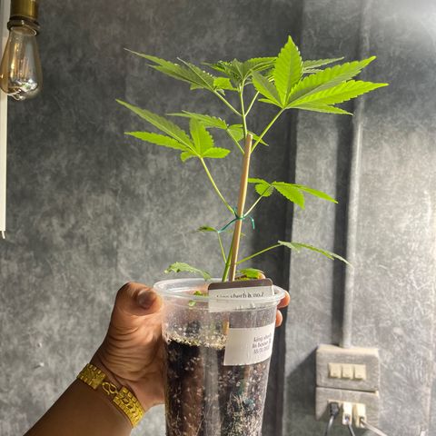 Cherry Whip growlog photo: 1.2.7ec
2.2.0ec
3.2.2ec
4.2.1ec
5.2.1ec


1.2.2ec
2.1.9ec