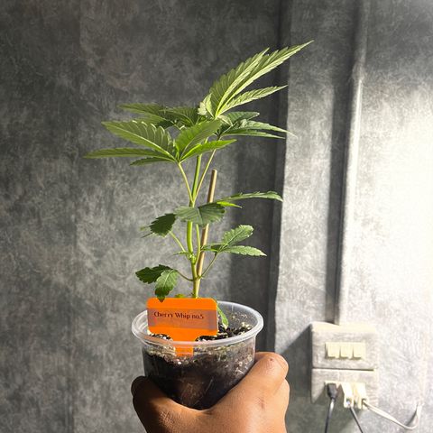 Cherry Whip growlog photo: 1.2.7ec
2.2.0ec
3.2.2ec
4.2.1ec
5.2.1ec


1.2.2ec
2.1.9ec
