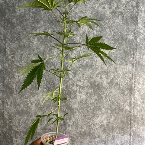 Cherry Whip growlog timeline photo