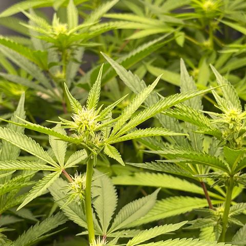 Cherry Whip growlog timeline photo