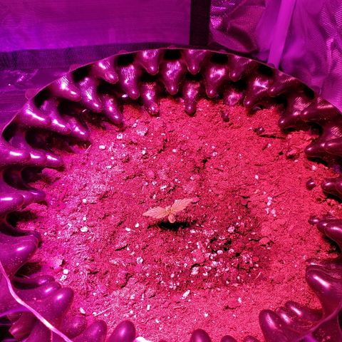 Auto Blueberry growlog timeline photo