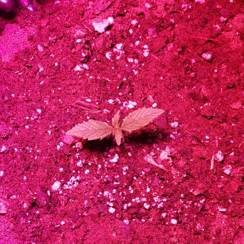 Auto Blueberry growlog timeline photo