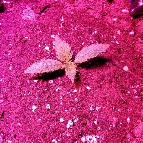 Auto Blueberry growlog timeline photo