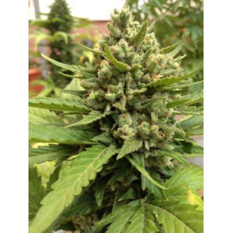 Auto Blueberry growlog timeline photo