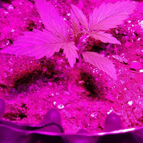 Auto Blueberry growlog timeline photo