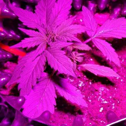 Auto Blueberry growlog timeline photo