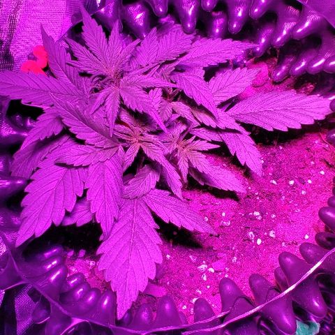 Auto Blueberry growlog timeline photo