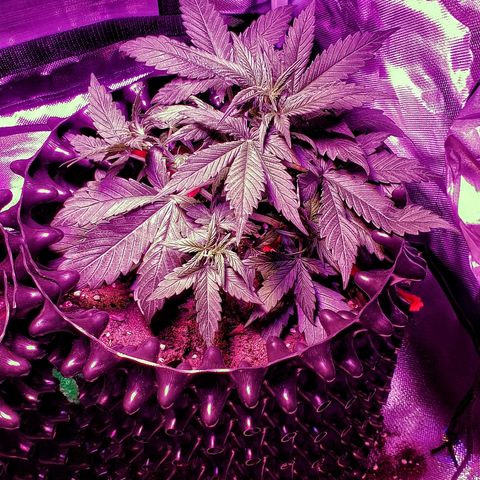 Auto Blueberry growlog photo: Finished LST. Looks like preflower has started.