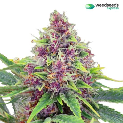 Auto Blueberry growlog timeline photo