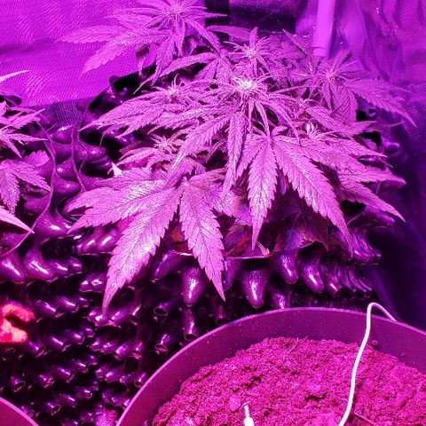 Auto Blueberry growlog photo: Week 4.5