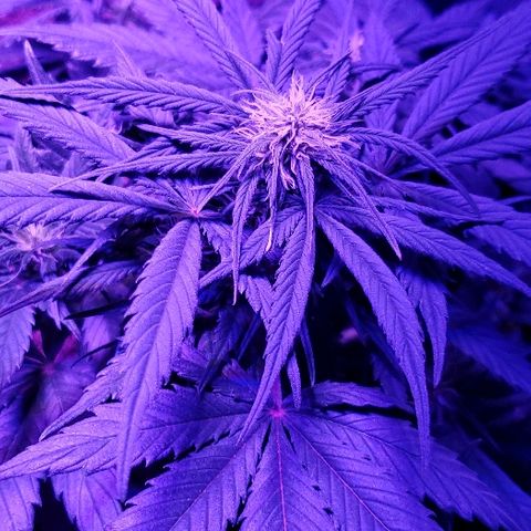Auto Blueberry growlog photo: Father's Day
