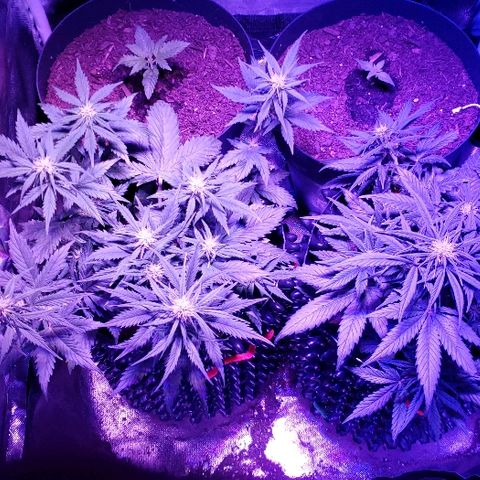 Auto Blueberry growlog photo: Father's Day
