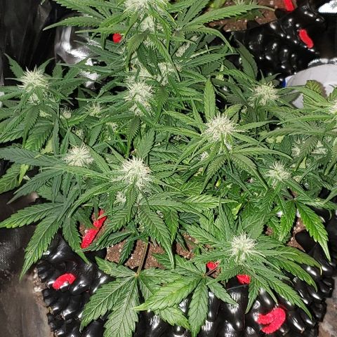 Auto Blueberry growlog photo: Week 7