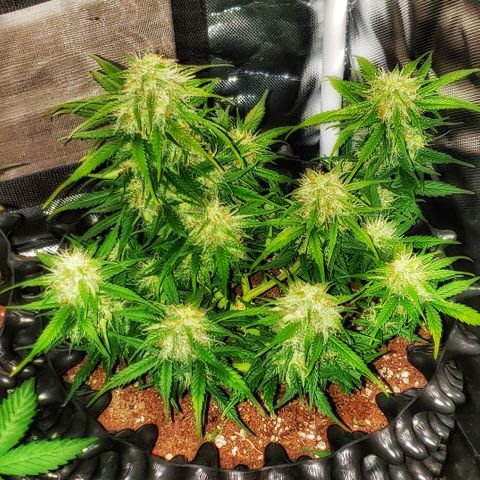 Auto Blueberry growlog photo: Week 8