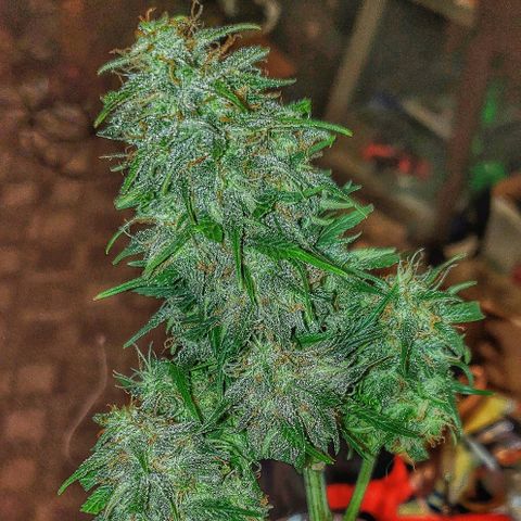 Auto Blueberry growlog timeline photo