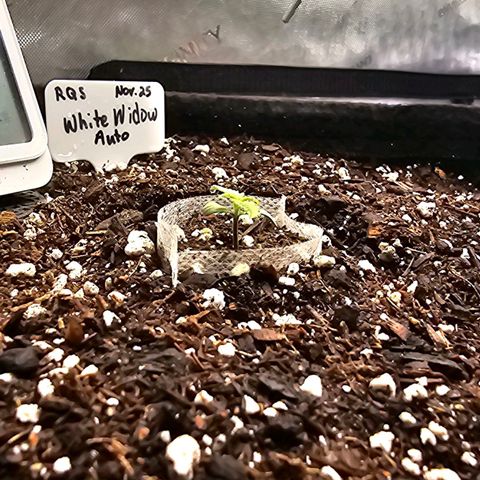 White Widow growlog photo: Little Widow Starting to take off. Dec. 3rd. 