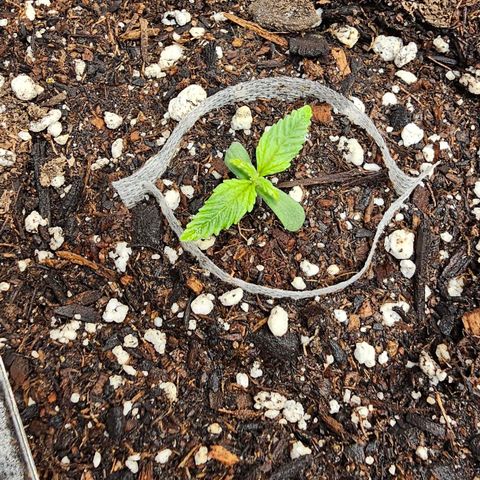 White Widow growlog photo: Little Widow Starting to take off. Dec. 3rd. 