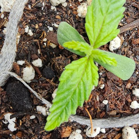 White Widow growlog photo: Close up
