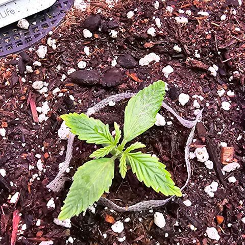 White Widow growlog photo: Starting to take off, got about 6 leaves now. 