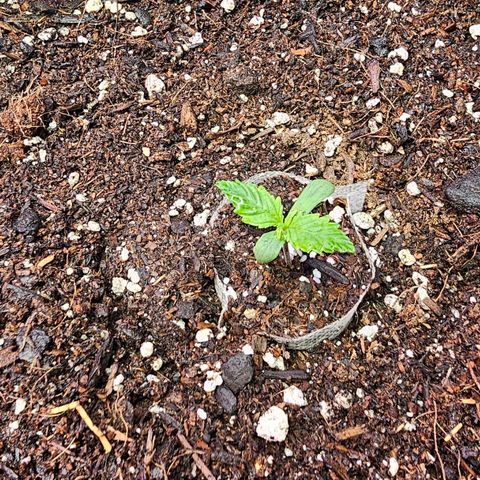 Sherbet Queen Auto growlog timeline photo