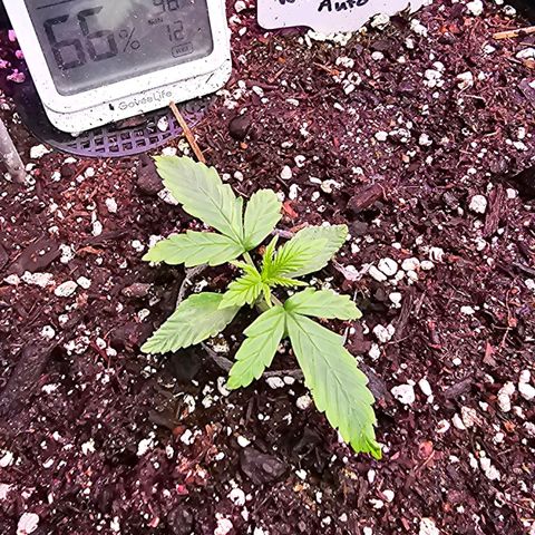 White Widow growlog timeline photo