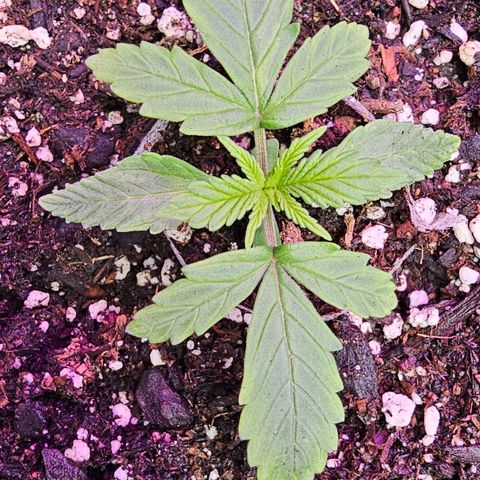 White Widow growlog timeline photo