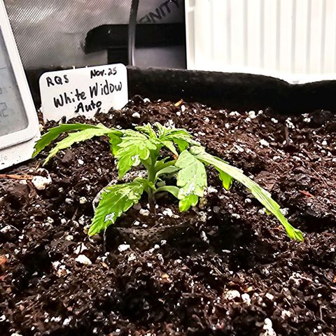 White Widow growlog photo: Looking good. No visible issues.
