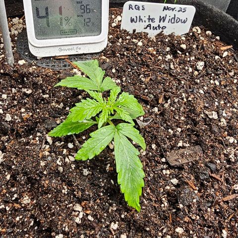 White Widow growlog photo: Looking good. No visible issues.