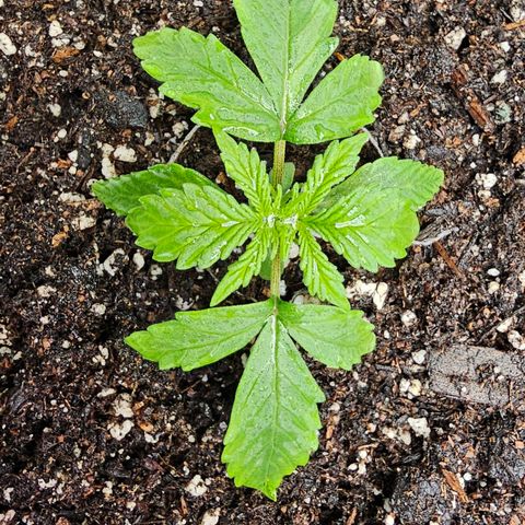 White Widow growlog photo: Looking good. No visible issues.