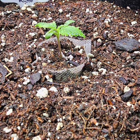 Sherbet Queen Auto growlog photo: Using spray bottle to mist the top soil for humidity help around the area. Concentration spray at base to pool up water to soak up.