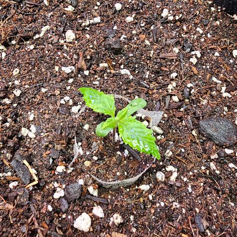 Sherbet Queen Auto growlog photo: Using spray bottle to mist the top soil for humidity help around the area. Concentration spray at base to pool up water to soak up.
