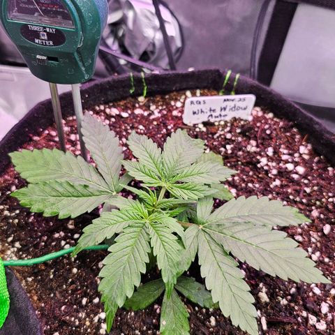 White Widow growlog photo: Doing great.