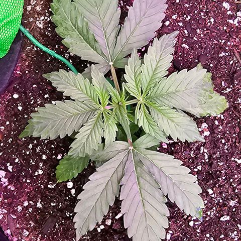 White Widow growlog photo: Doing great.