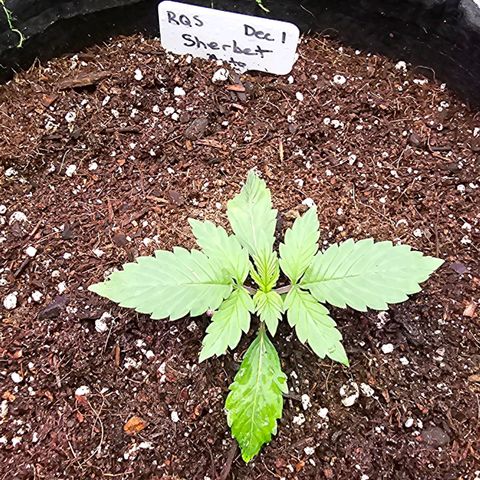 Sherbet Queen Auto growlog photo: Doing great. 