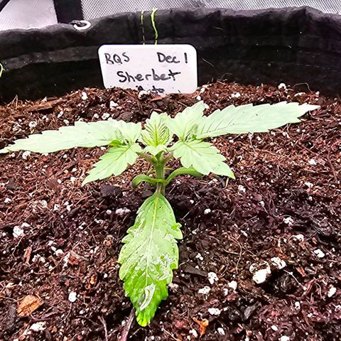Sherbet Queen Auto growlog photo: Doing great. 