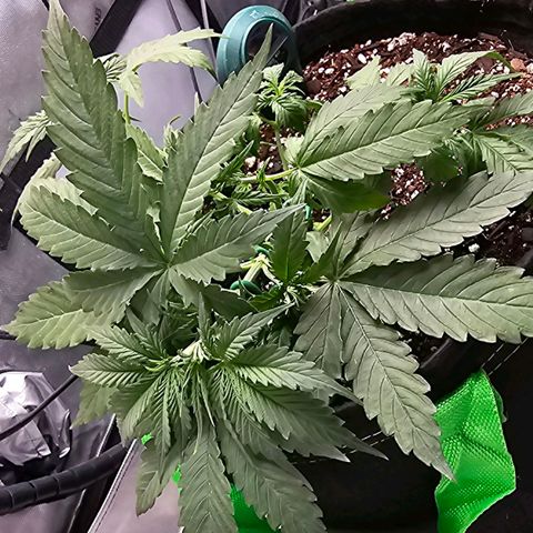 White Widow growlog photo: Slight edge curling nothing major should bounce back after feeding amd watering. 