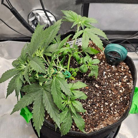 White Widow growlog photo: Slight edge curling nothing major should bounce back after feeding amd watering. 