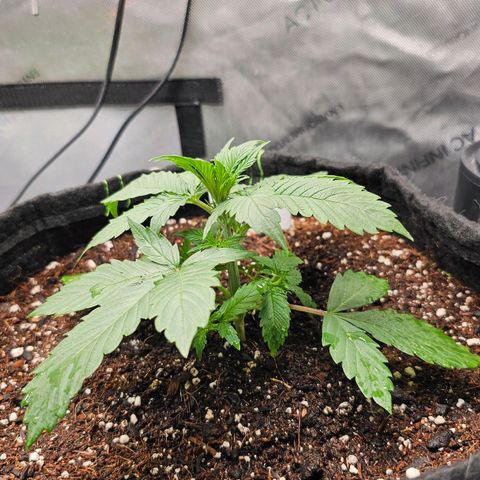Sherbet Queen Auto growlog timeline photo