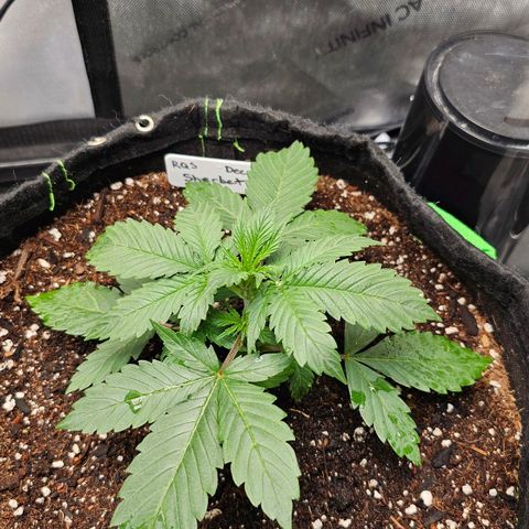 Sherbet Queen Auto growlog photo: Looks good no visible signs of problems. Did see some user roots and recovered with soil after feeding, they were bright white and looking good. 