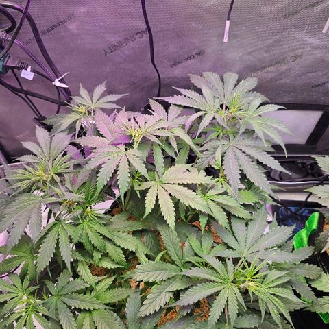 White Widow growlog timeline photo