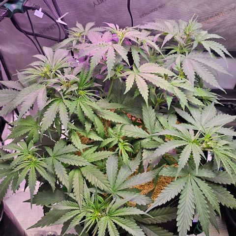 White Widow growlog timeline photo
