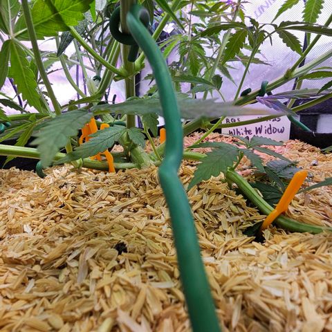 White Widow growlog timeline photo