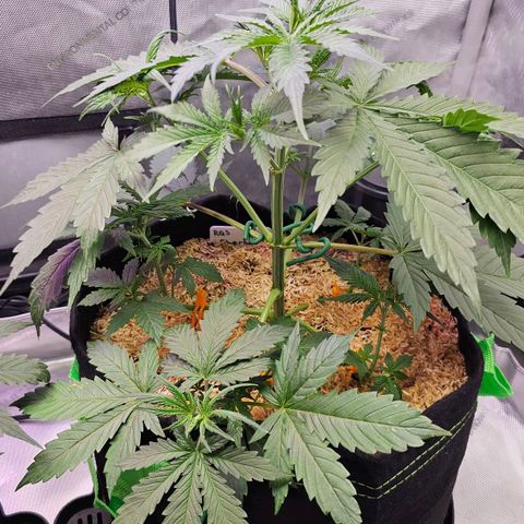Sherbet Queen Auto growlog timeline photo