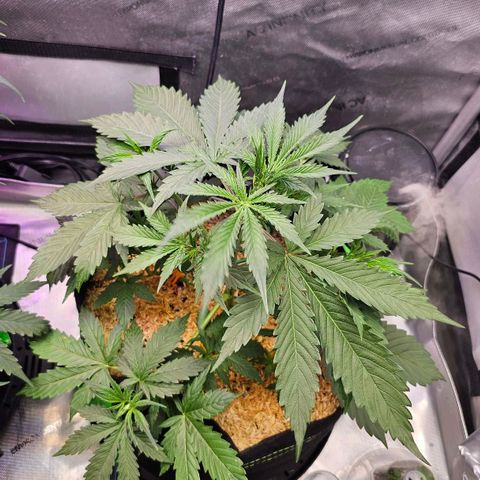 Sherbet Queen Auto growlog timeline photo