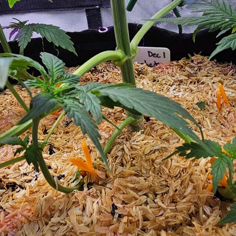 Sherbet Queen Auto growlog timeline photo